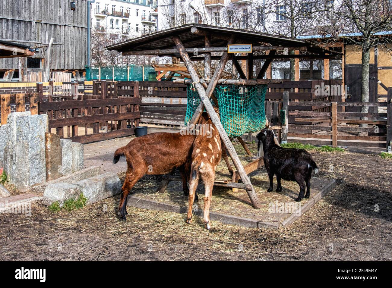 Jugendfarm Moritzhof. Les chèvres à la ferme des jeunes enseigne l'agriculture, l'horticulture et les vieux métiers. 90, Berlin, Allemagne Banque D'Images