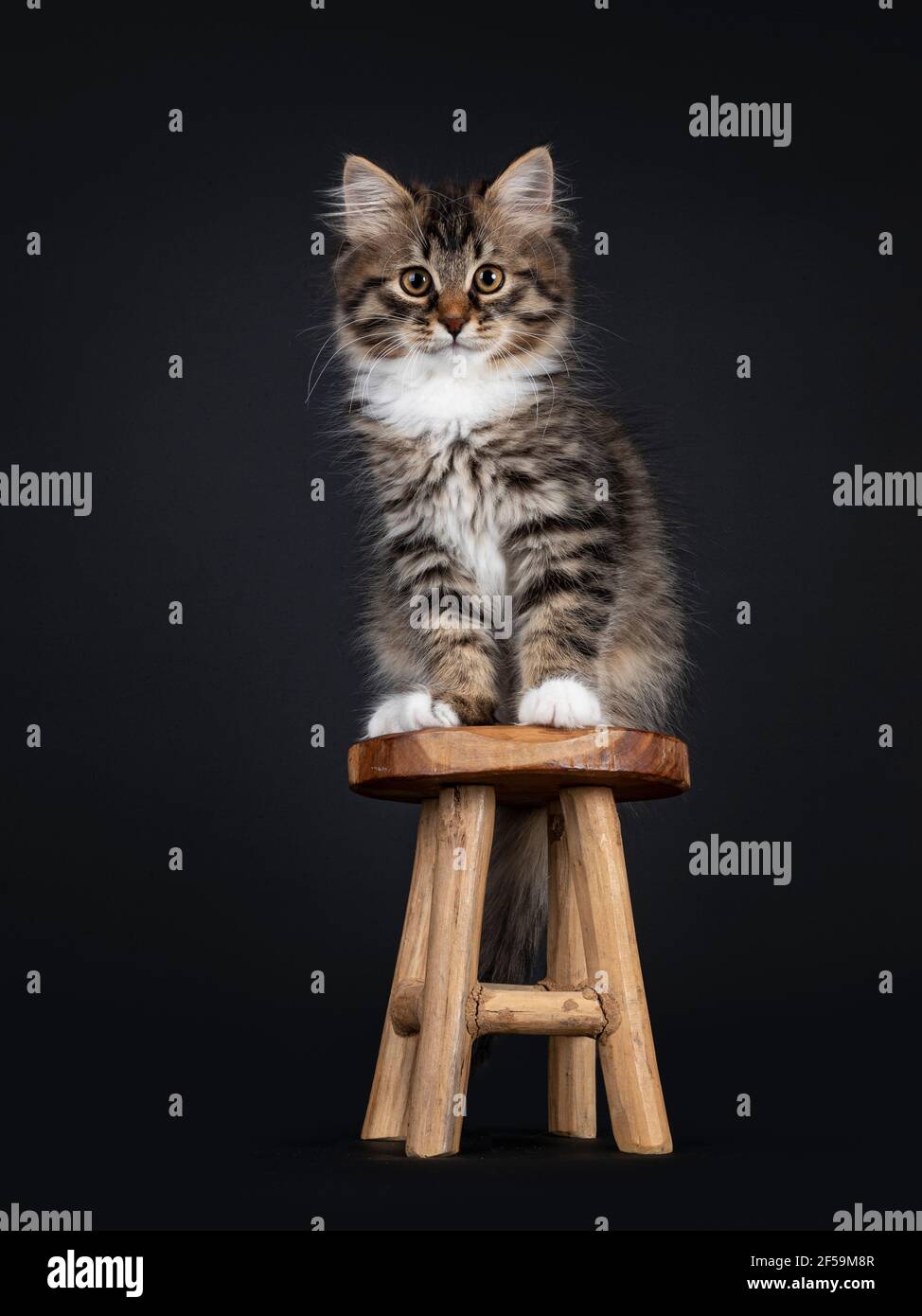 Adorable tabby noir avec chaton de chat de Sibérie blanc, assis face à l'avant sur un petit tabouret en bois. Regarder directement vers l'appareil photo. Isolé sur fond noir Banque D'Images