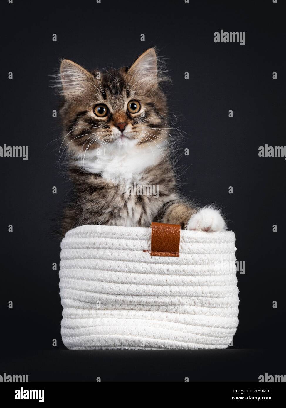 Adorable tabby noir avec chaton de chat de Sibérie blanc, assis face à l'avant dans le panier tricoté blanc. Regarder directement vers l'appareil photo. Isolé sur fond noir Banque D'Images
