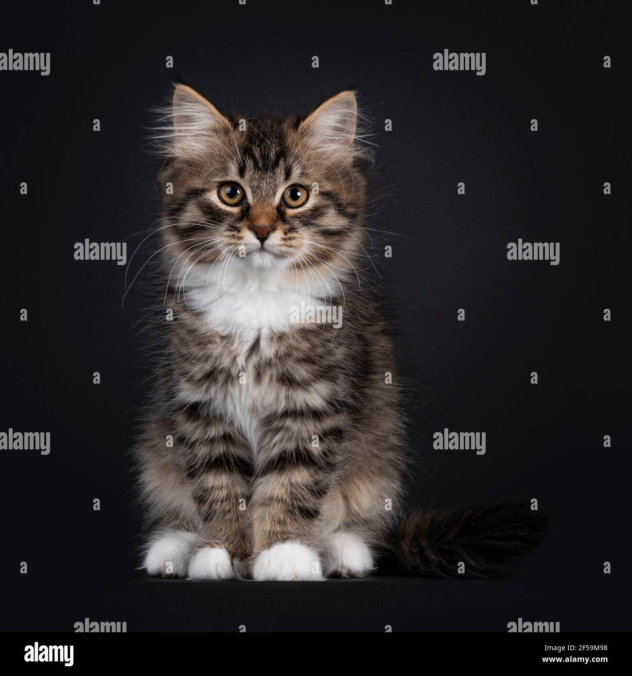 Adorable tabby noir avec chaton de chat de Sibérie blanc, assis face à l'avant. Regarder directement vers l'appareil photo. Isolé sur fond noir. Banque D'Images