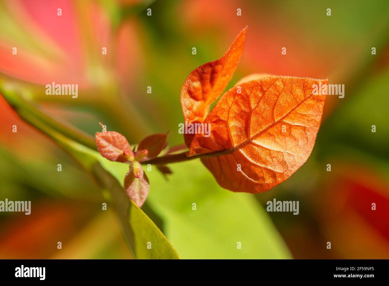 Macro photographie des fleurs de bougainvilliers (Caryophyllales). Banque D'Images