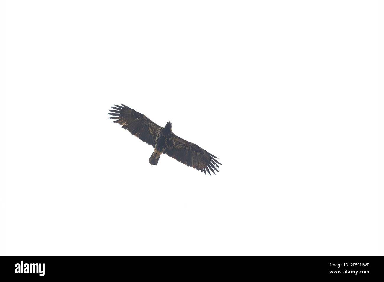 Un aigle impérial qui s'élève à haute altitude devant un ciel sans nuages. Banque D'Images