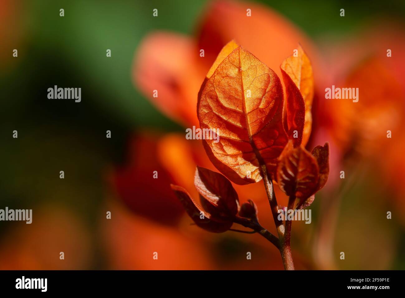 Macro photographie des fleurs de bougainvilliers (Caryophyllales). Banque D'Images