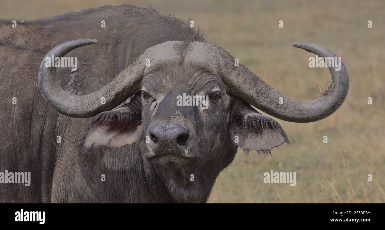 Un portrait en gros plan du buffle du cap africain montrant ses cornes dans la réserve sauvage OL Pejeta Conservancy, Kenya Banque D'Images