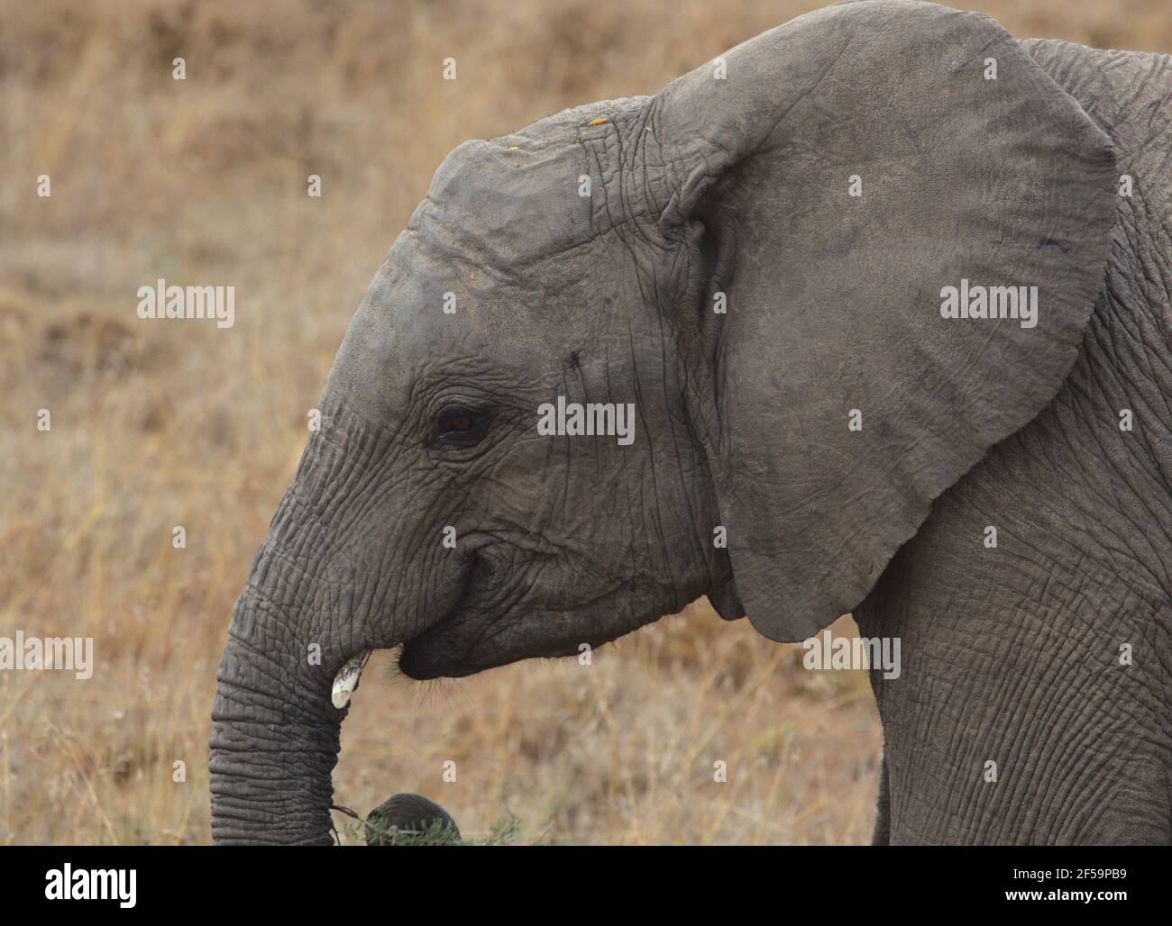 Portrait latéral de la tête du jeune éléphant d'afrique dans la nature, Kenya Banque D'Images