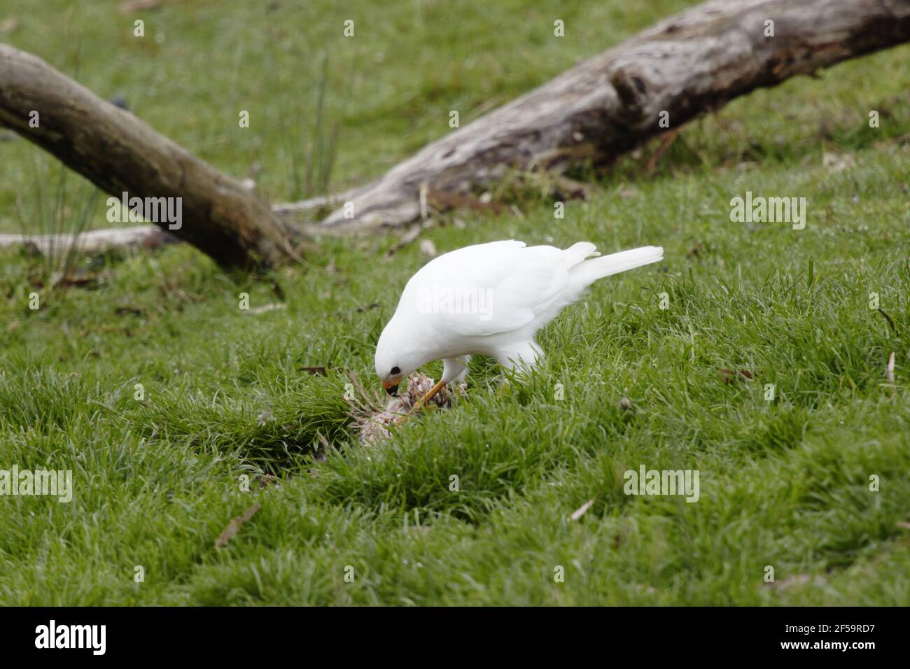Grey Goshawk White Morph - homme se nourrissant de wallabyAccipiter novaehollandiae Bruny Island Tasmanie, Australie BI031179 Banque D'Images