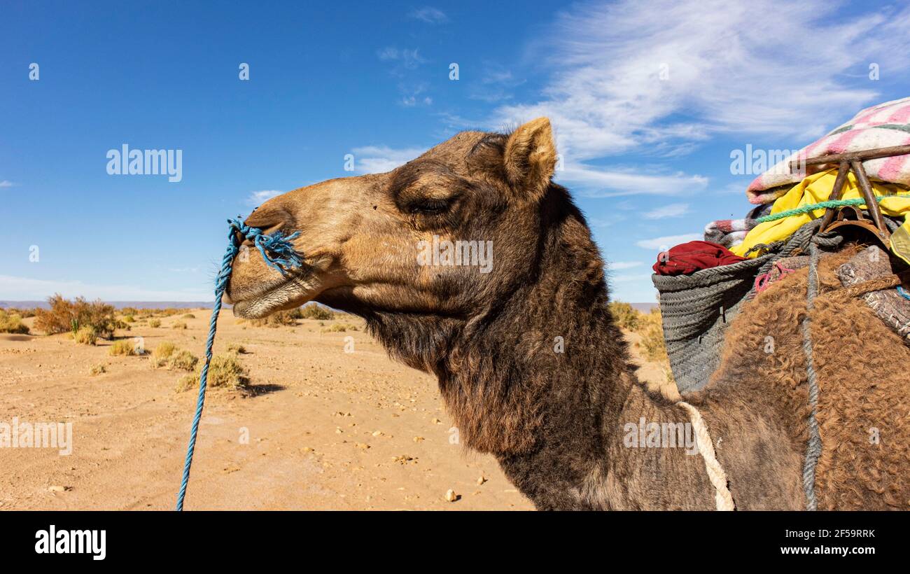 Un chameau ou un dromadaire dans le désert du Sahara marocain lors d'une expédition de trekking à dos de chameau dans le désert. Banque D'Images