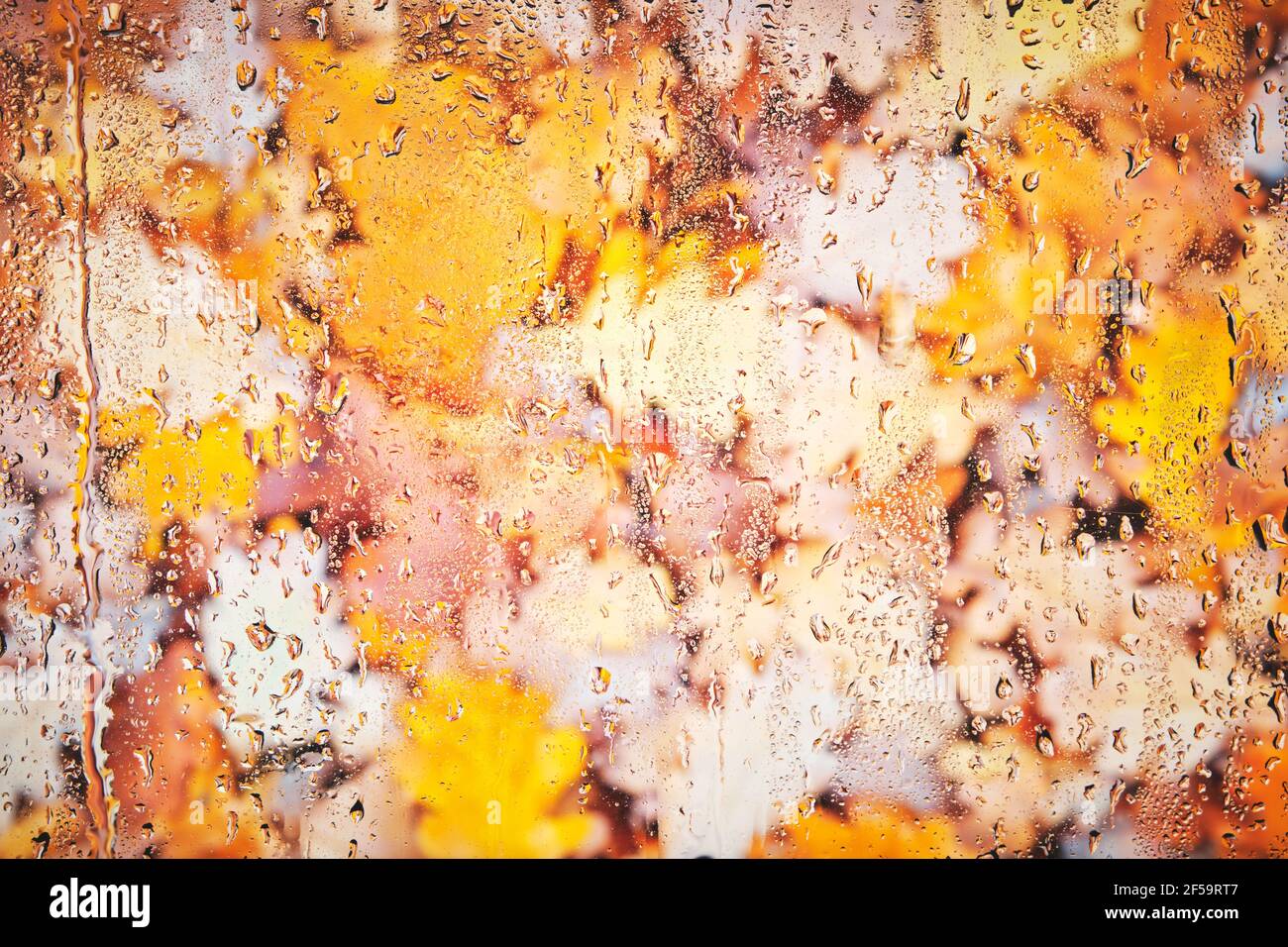 Tombé, feuilles d'automne jaunées derrière le verre humide après la pluie.arrière-plan verre fogé avec le feuillage. Banque D'Images