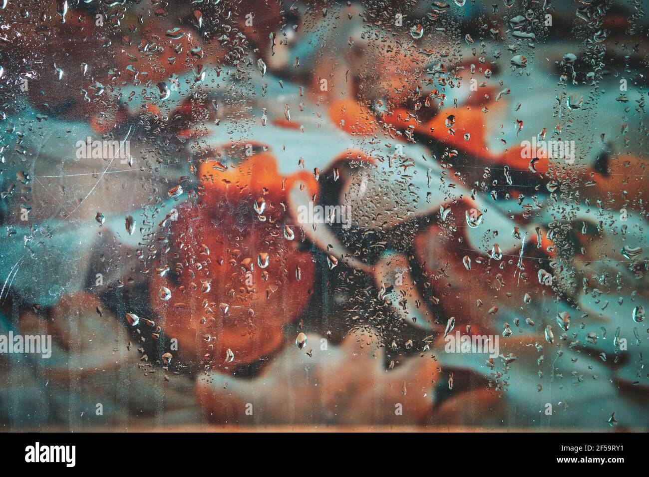 Tombé, feuilles d'automne jaunées derrière le verre humide après la pluie.arrière-plan verre fogé avec le feuillage. Banque D'Images
