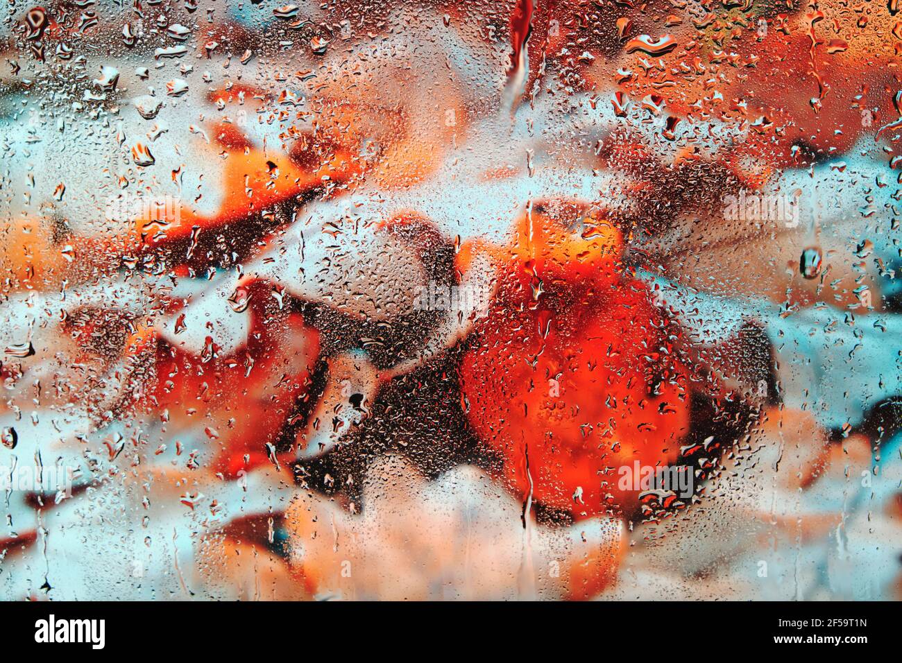 Tombé, feuilles d'automne jaunées derrière le verre humide après la pluie.arrière-plan verre fogé avec le feuillage. Banque D'Images