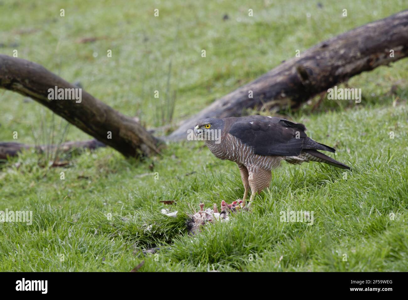 Brown Goshawk - se nourrissant de possumAccipiter fasciatus Bruny Island Tasmanie, Australie BI031230 Banque D'Images