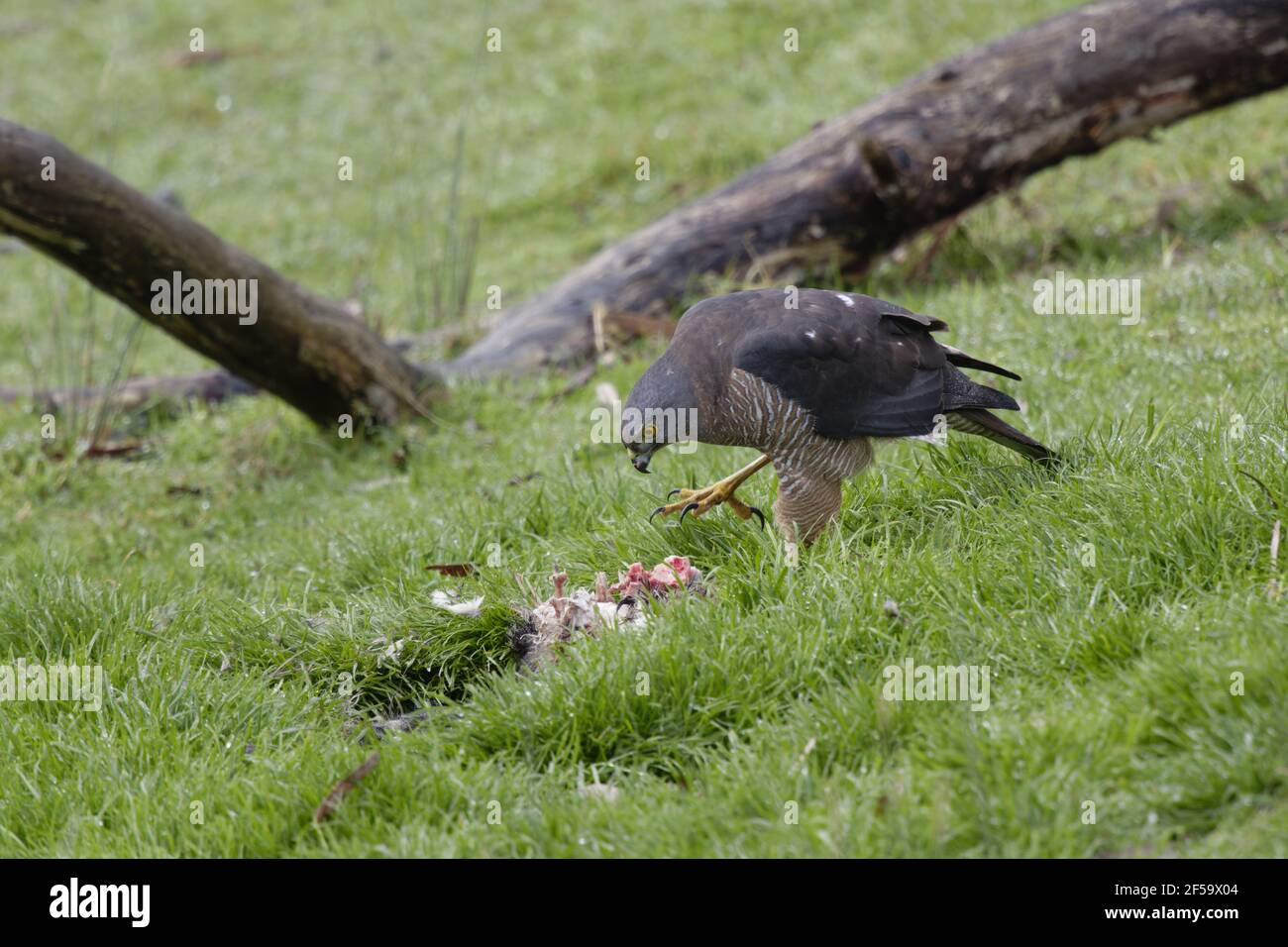 Brown Goshawk - se nourrissant de possumAccipiter fasciatus Bruny Island Tasmanie, Australie BI031235 Banque D'Images