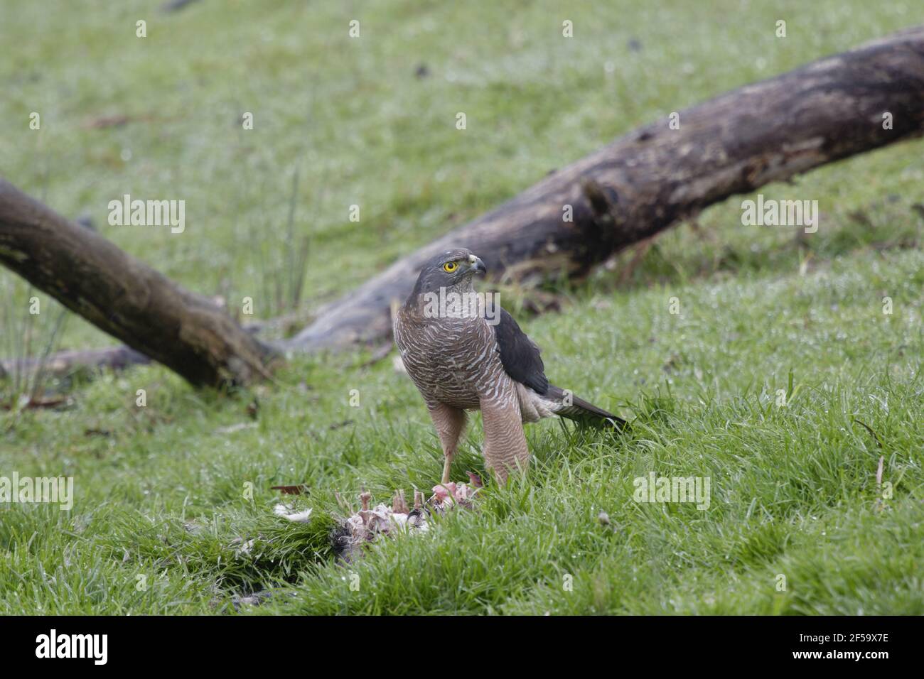 Brown Goshawk - se nourrissant de possumAccipiter fasciatus Bruny Island Tasmanie, Australie BI031240 Banque D'Images