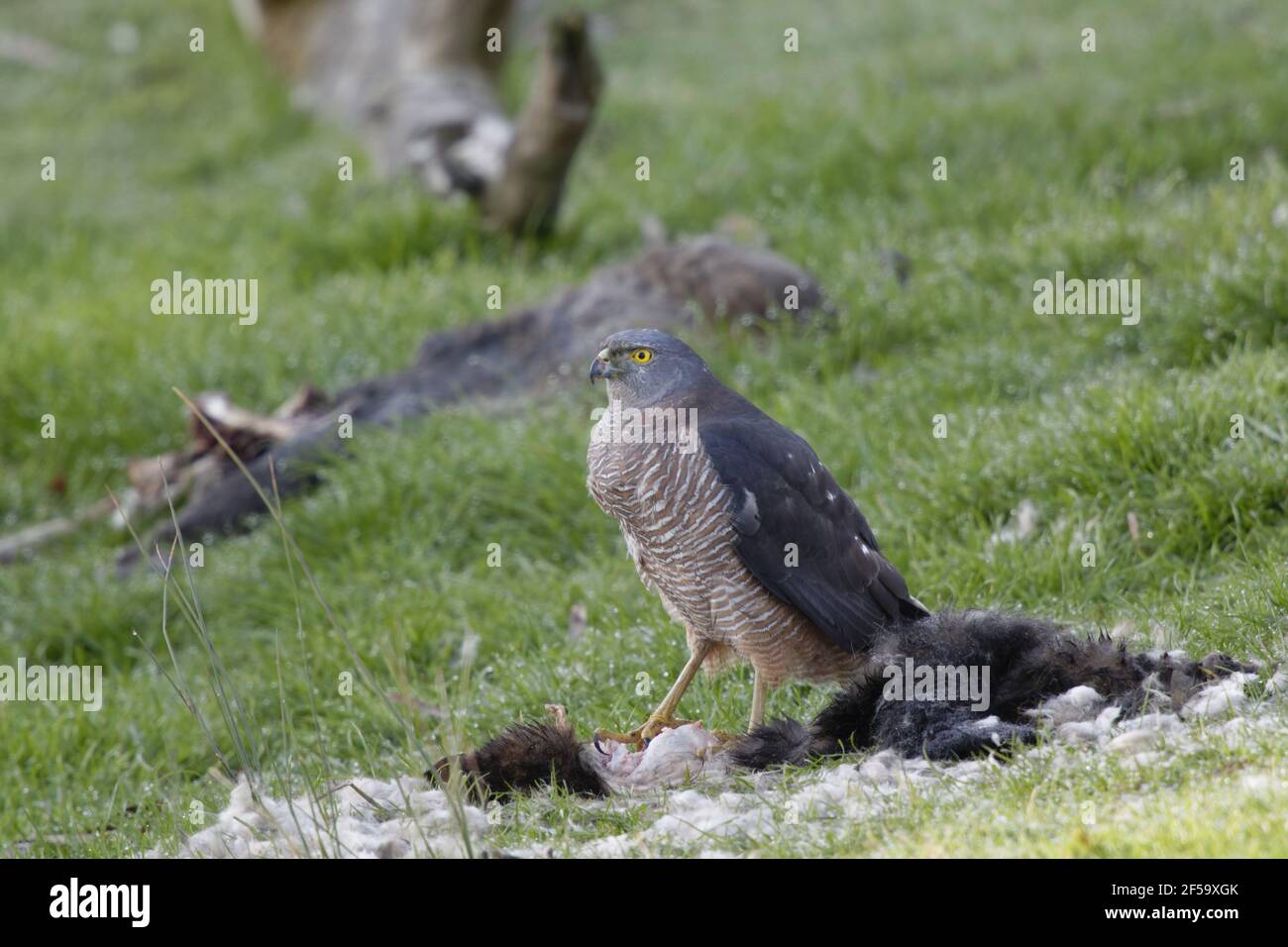 Brown Goshawk - se nourrissant de possumAccipiter fasciatus Bruny Island Tasmanie, Australie BI031251 Banque D'Images