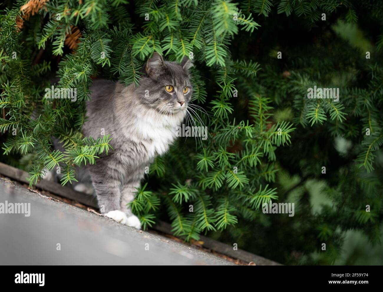 Tabby Bleu Maine Coon Chat Debout Sur Le Toit D Un Hangar Dans Le Jardin Observer Les Oiseaux Se Cachant Derriere La Coniferes Photo Stock Alamy