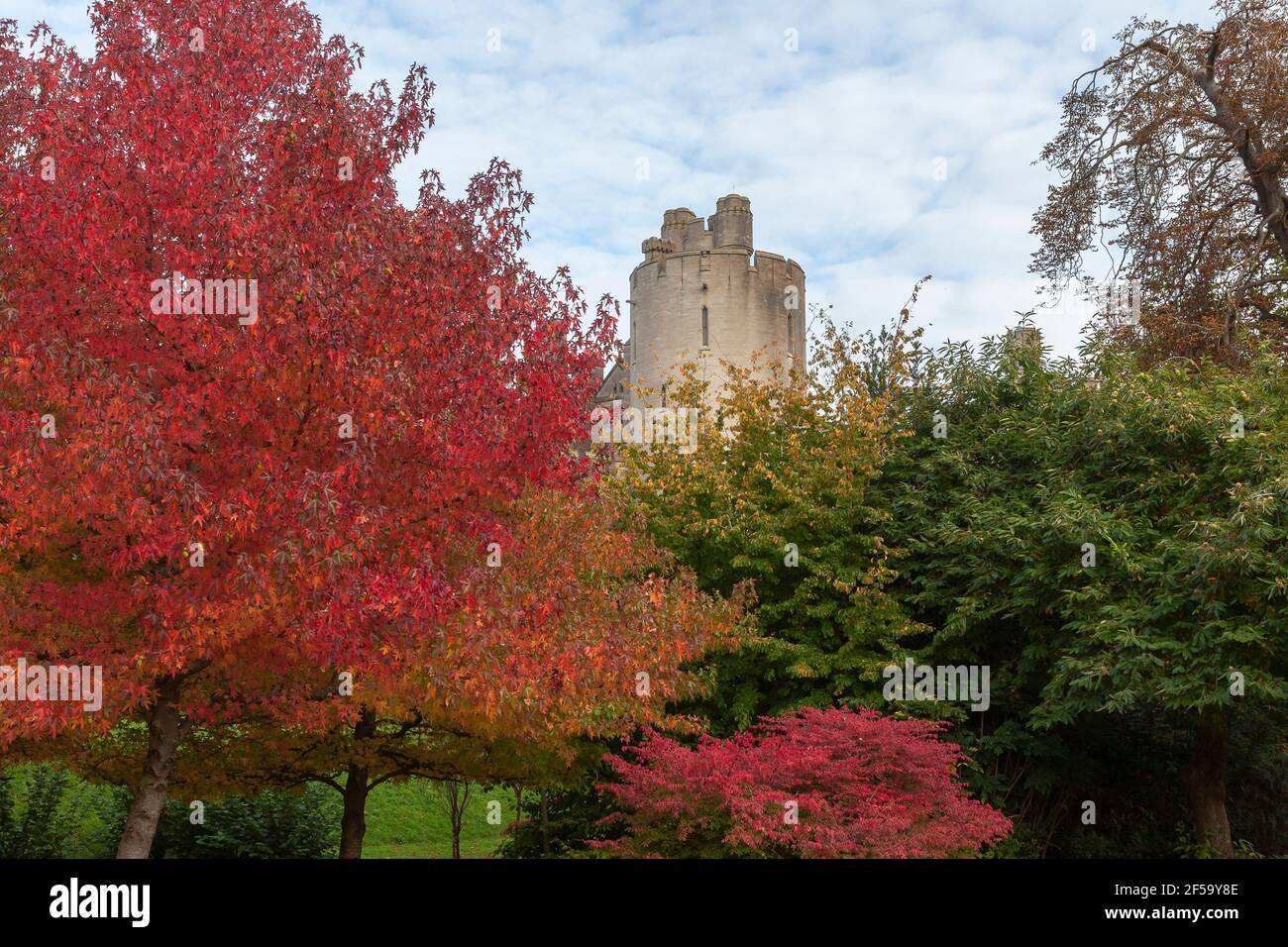 Une des tours du château d'Arundel, depuis les jardins du château, Arundel, West Sussex, Angleterre, Royaume-Uni : sucrine américaine (Liquidambar styraciflua) en premier plan Banque D'Images