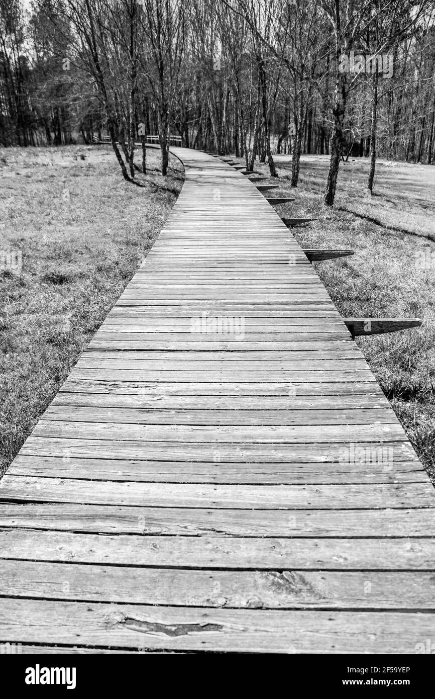 longue promenade en bois à travers le parc boisé Banque D'Images