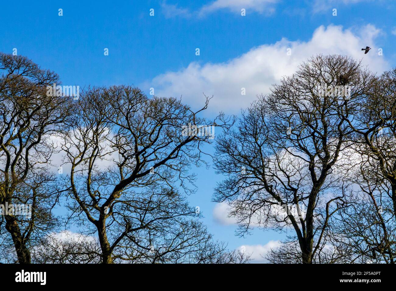 Silhoueté d'arbres d'hiver nus avec ciel bleu et nuages derrière et oiseau survolant. Banque D'Images