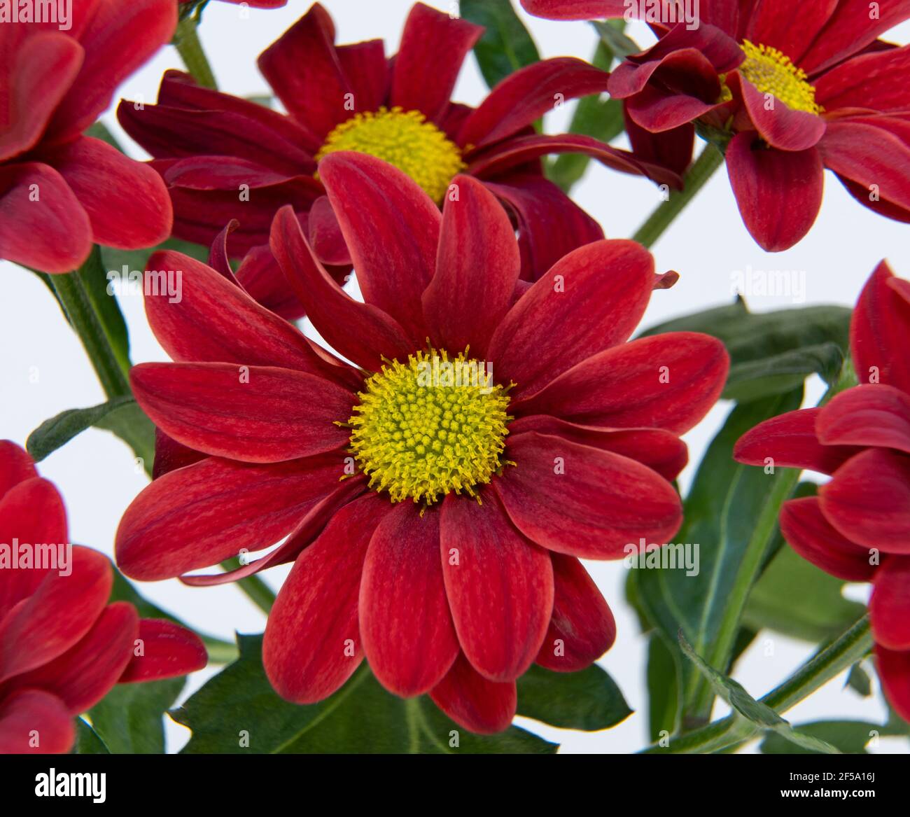 Gros plan sur la fleur de chrysanthème morifolium. Macrophotographie, mise au point sélective. Dendranthema rouge indicum. Banque D'Images