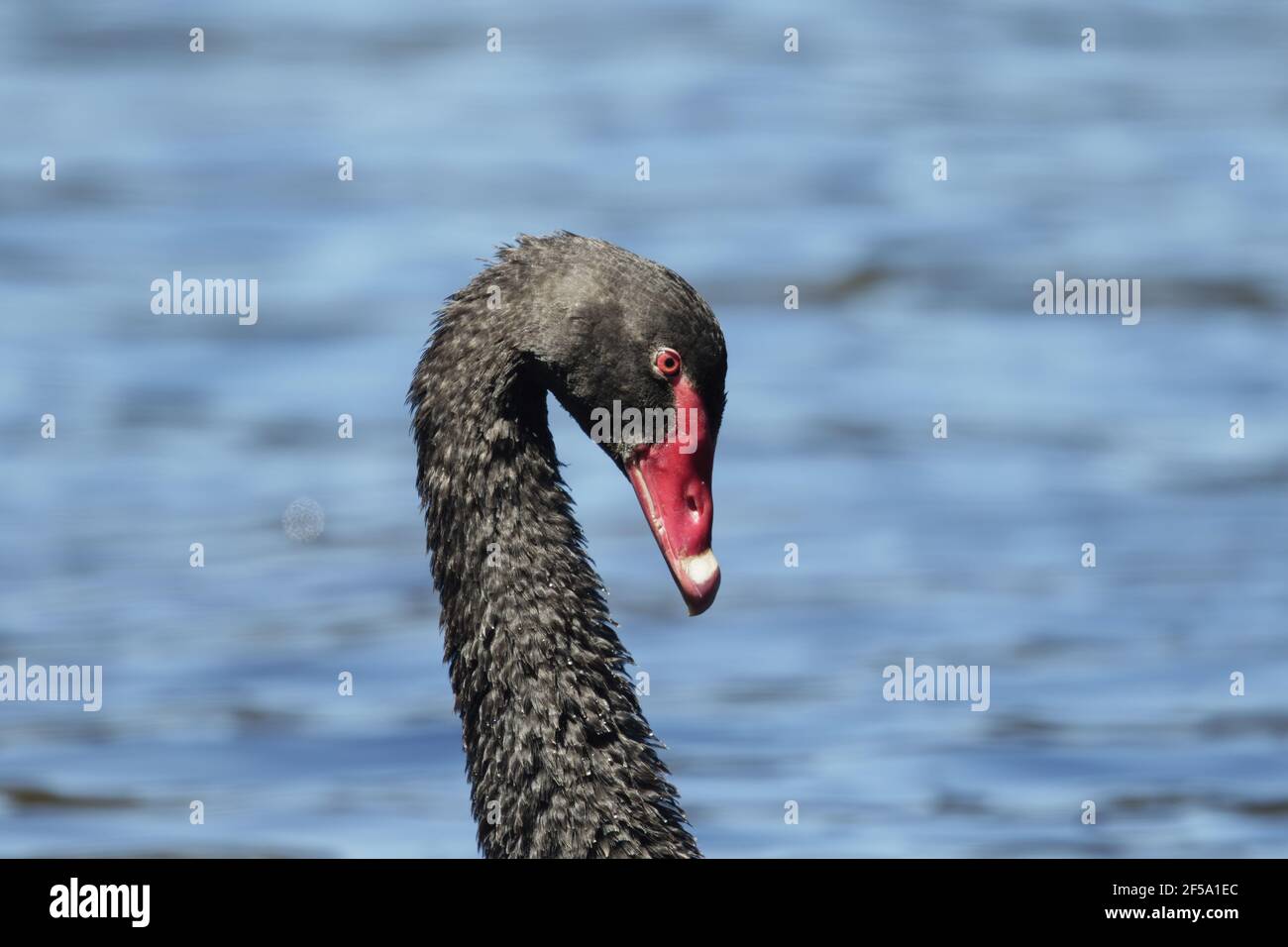 Black Swan - nage rapide dans le poseCygnus atratus Kangaroo Island Australie méridionale, Australie BI031429 Banque D'Images