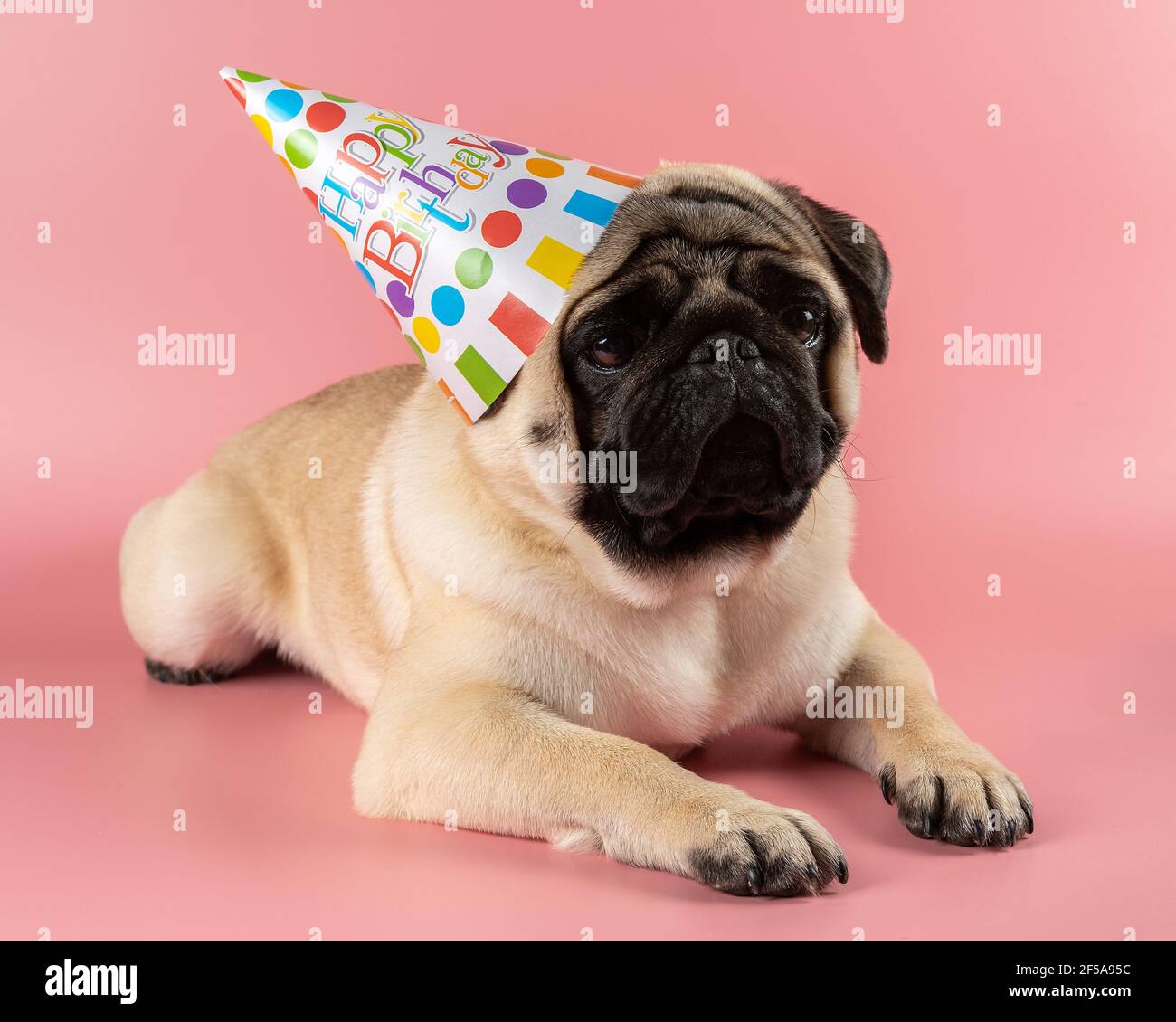 Chien Drole Pug Portant Un Chapeau Joyeux Anniversaire Sur Fond Rose Photo Stock Alamy