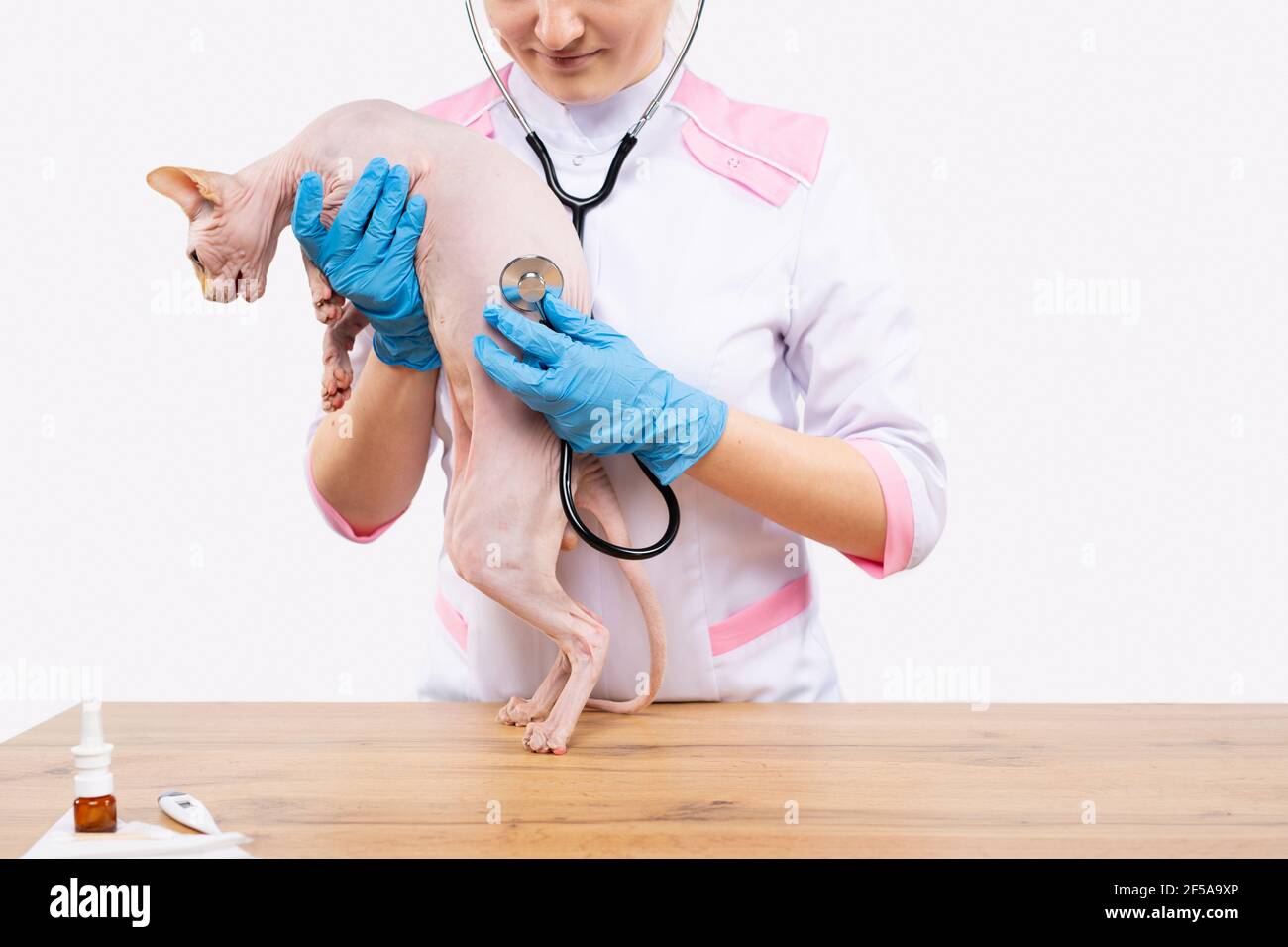 Une jeune femme vétérinaire avec un sourire tient un sphinx dans ses mains et l'écoute avec un stéthoscope. Arrière-plan blanc avec espace latéral pour le texte ou Banque D'Images