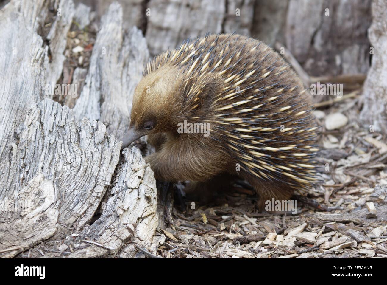 Echidna à bec court - recherche de nourriture Tachyglossus aculeatus captive Australie MA003215 Banque D'Images