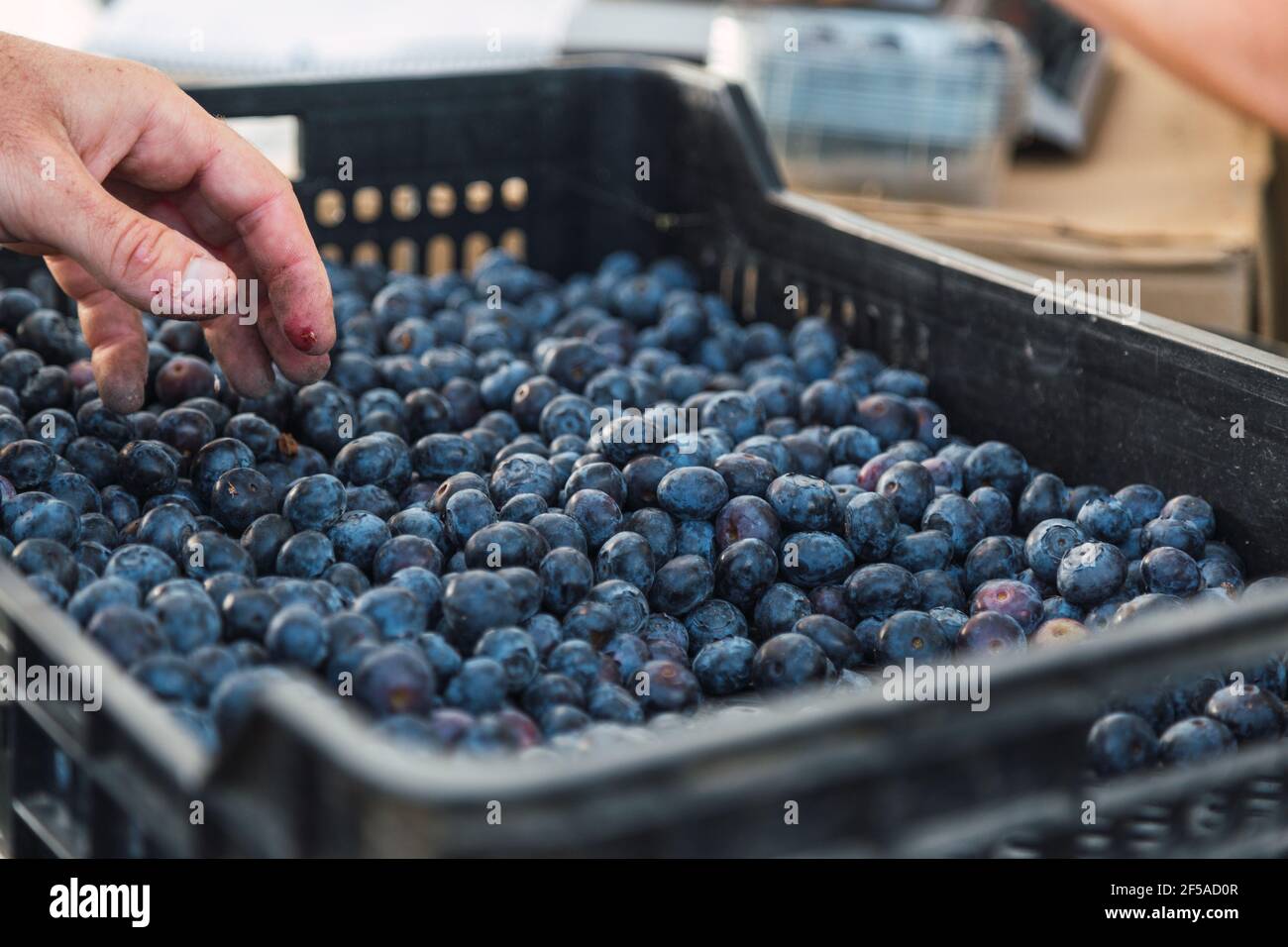 Bleuets dans plateau en plastique transparent bleuets fraîchement récoltés sur la cour de ferme, concept alimentaire. Banque D'Images