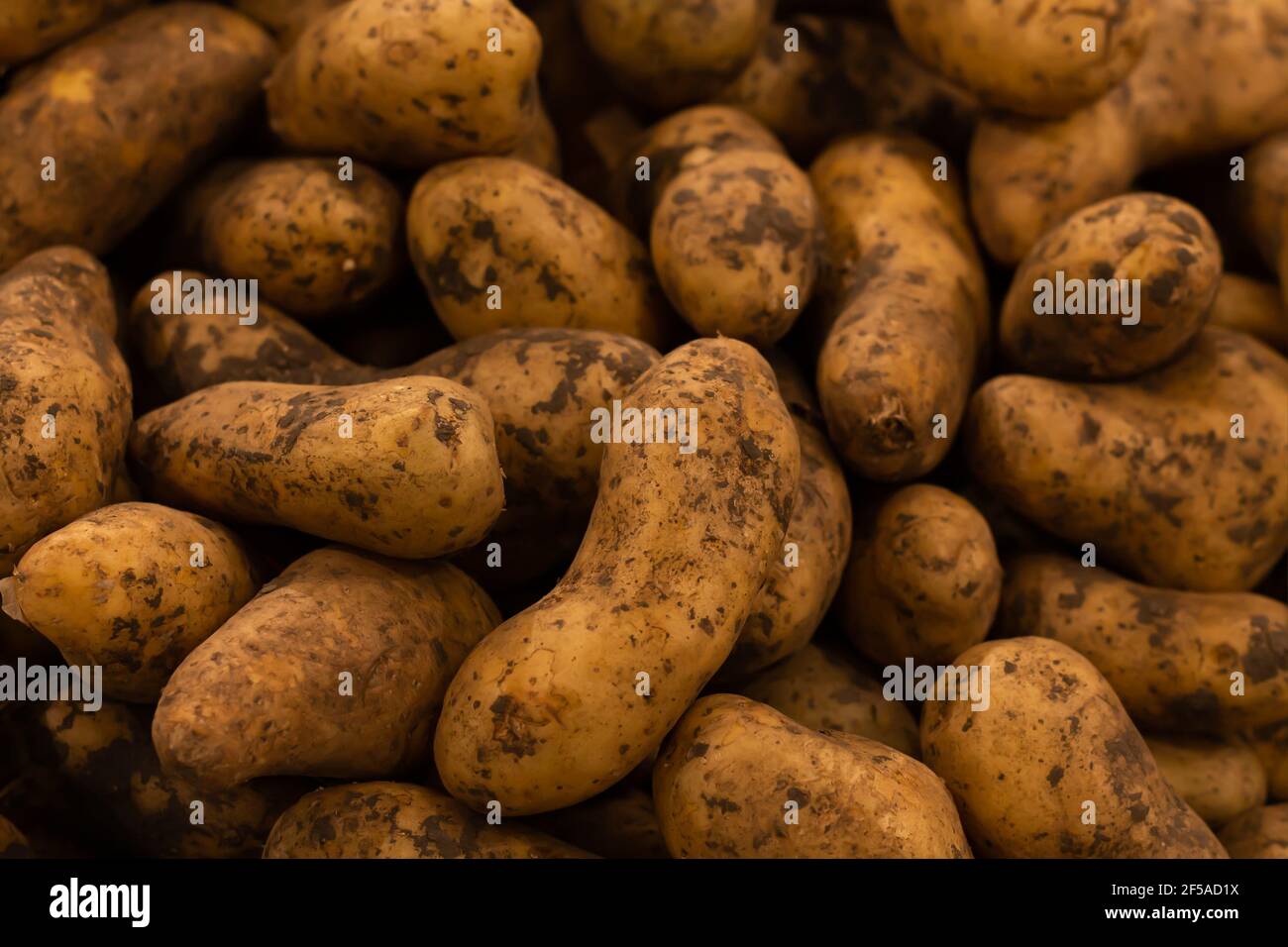 Pommes de terre biologiques fraîches et mûres, légumes sales dans la vue du dessus du champ Banque D'Images