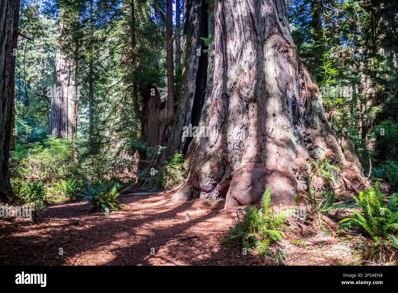 Arbre Séquoia géant séquoias en parcs d'État et national - Californie Banque D'Images