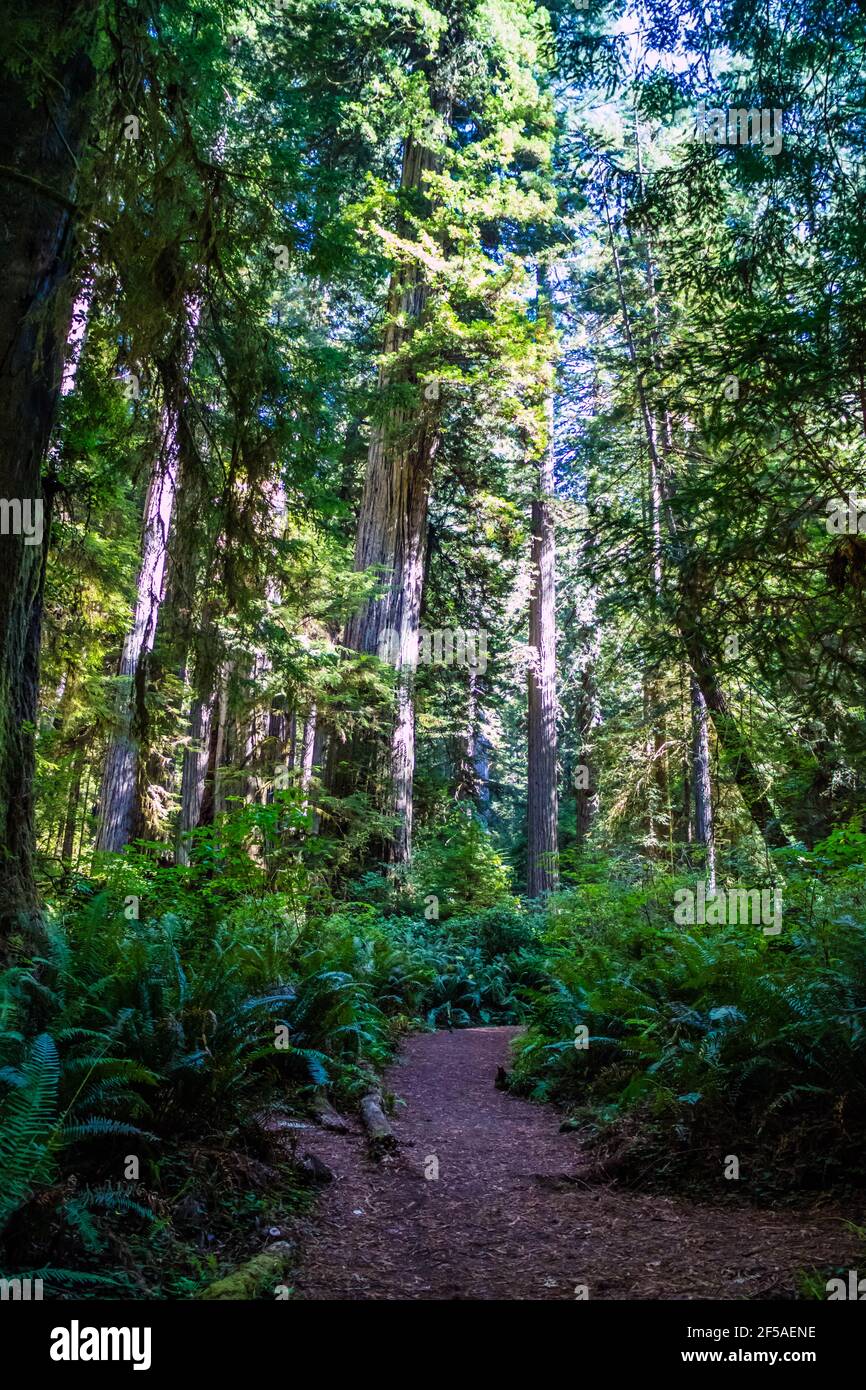 Arbre Séquoia géant séquoias en parcs d'État et national - Californie Banque D'Images