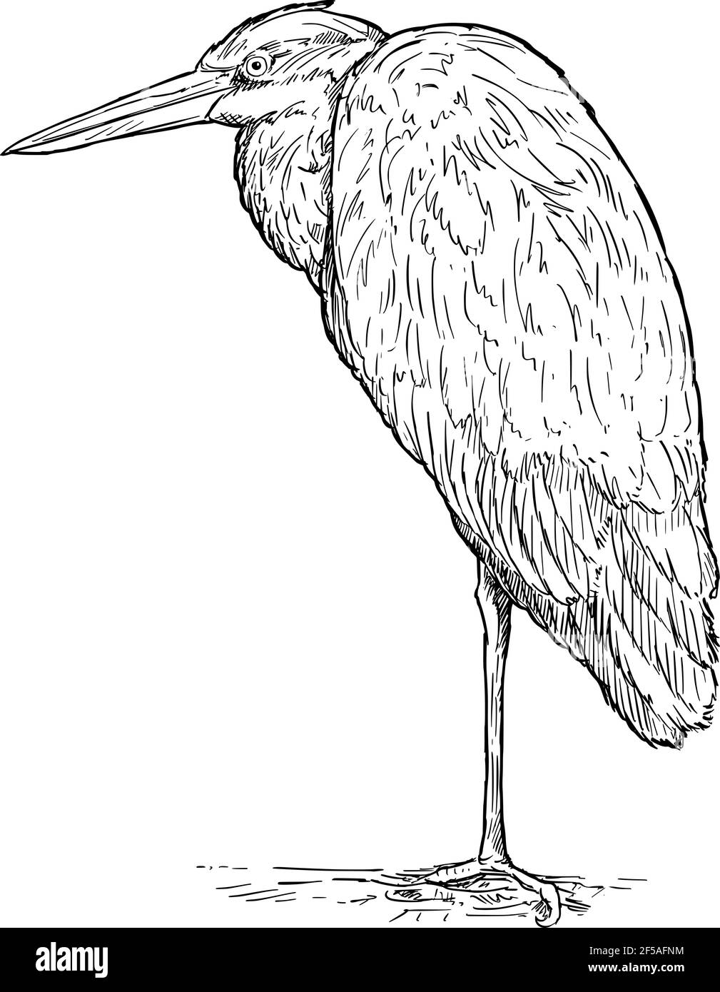 Oiseau héron gris debout. Dessin vectoriel ou illustration Illustration de Vecteur