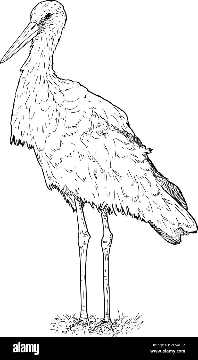 Oiseau de porc blanc debout. Dessin vectoriel ou illustration Illustration de Vecteur
