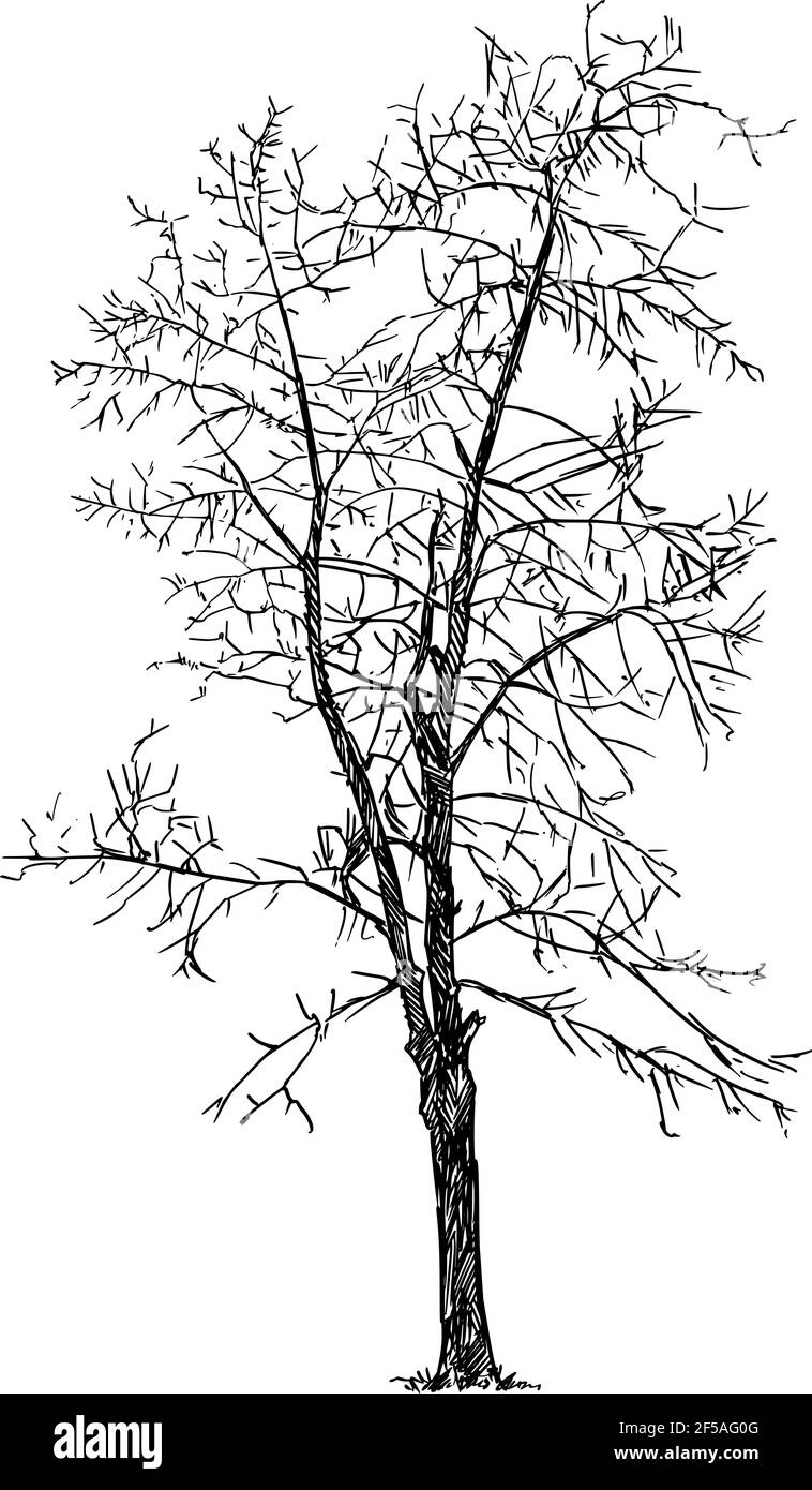 Silhouette d'arbre d'hiver, dessin vectoriel ou illustration Illustration de Vecteur