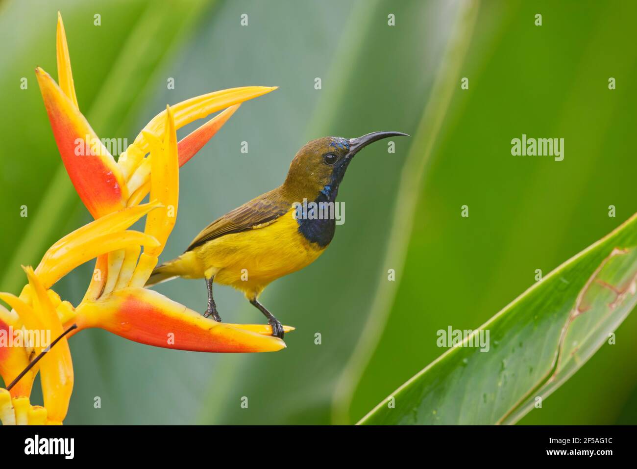 Sunbird à dos d'olive - un homme se nourrissant sur Heliconia flowerCinnyris jugularis Singapore BI031753 Banque D'Images