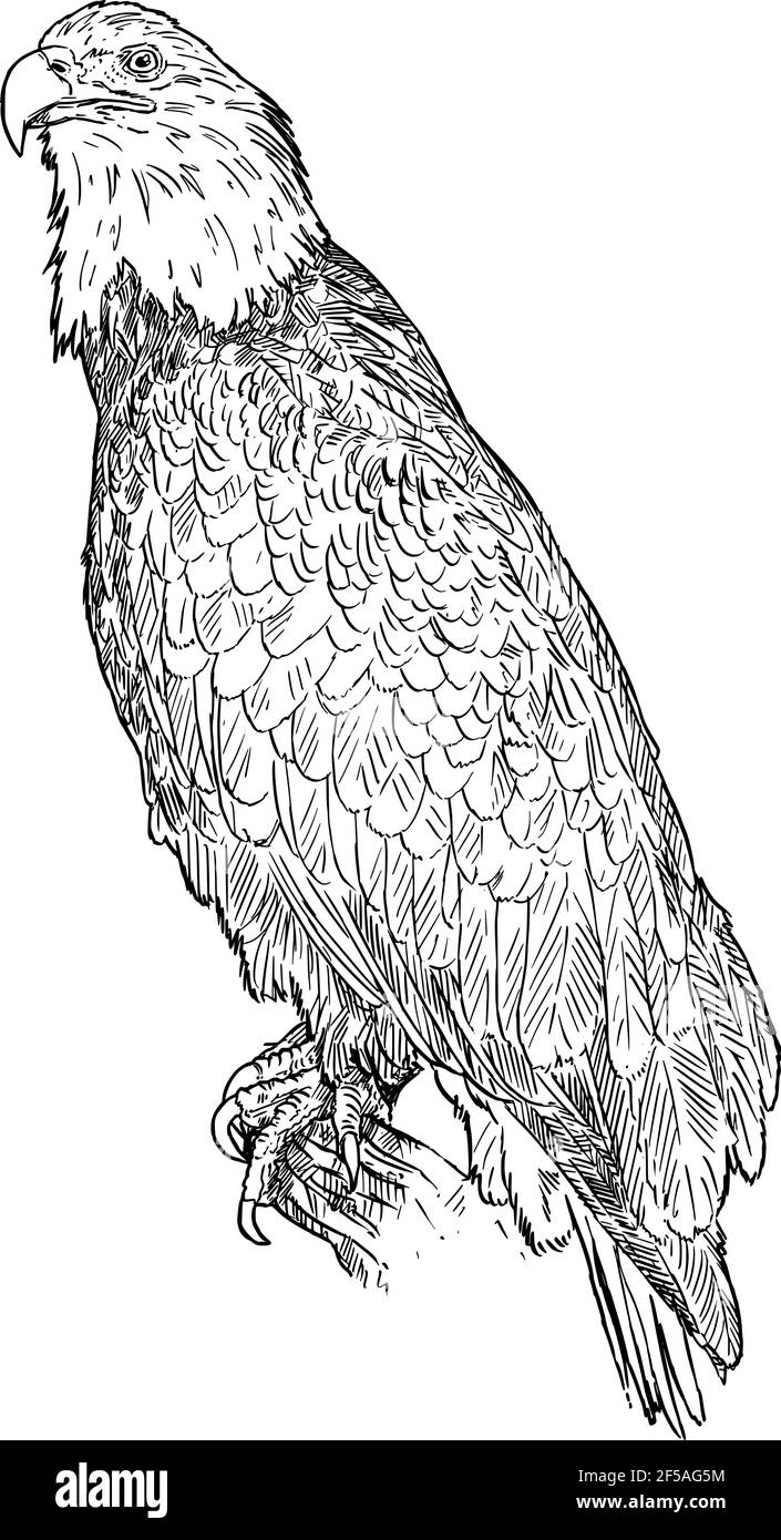 Oiseau aigle à tête blanche. Dessin vectoriel ou illustration Illustration de Vecteur