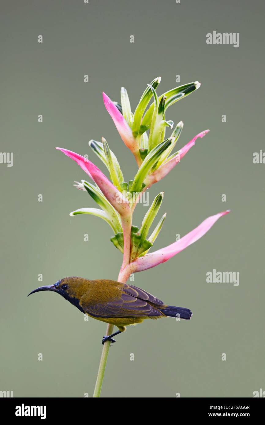 Sunbird à dos d'olive - un homme se nourrissant sur Heliconia flowerCinnyris jugularis Singapore BI031759 Banque D'Images