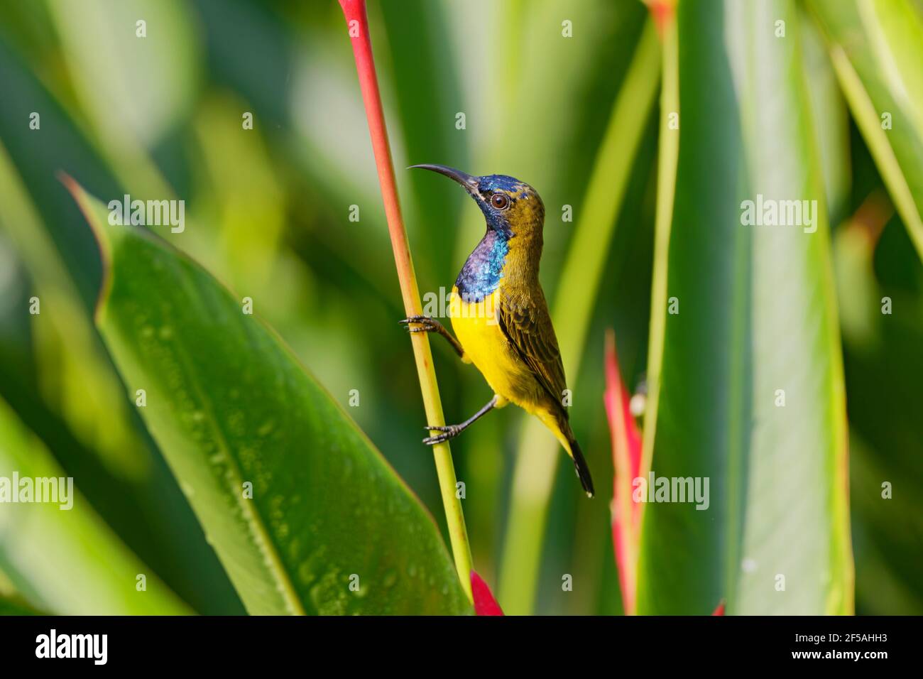 Sunbird à dos d'olive - un homme se nourrissant sur Heliconia flowerCinnyris jugularis Singapore BI031773 Banque D'Images