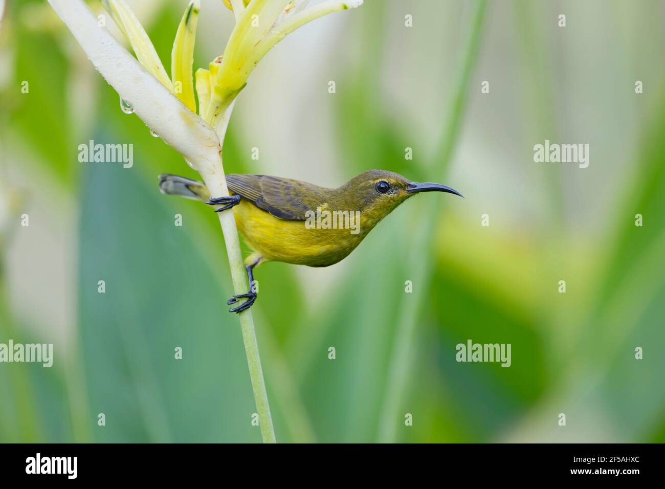 Sunbird à dos d'olive - une femelle se nourrit d'Heliconia flowerCinnyris jugularis Singapour BI031778 Banque D'Images