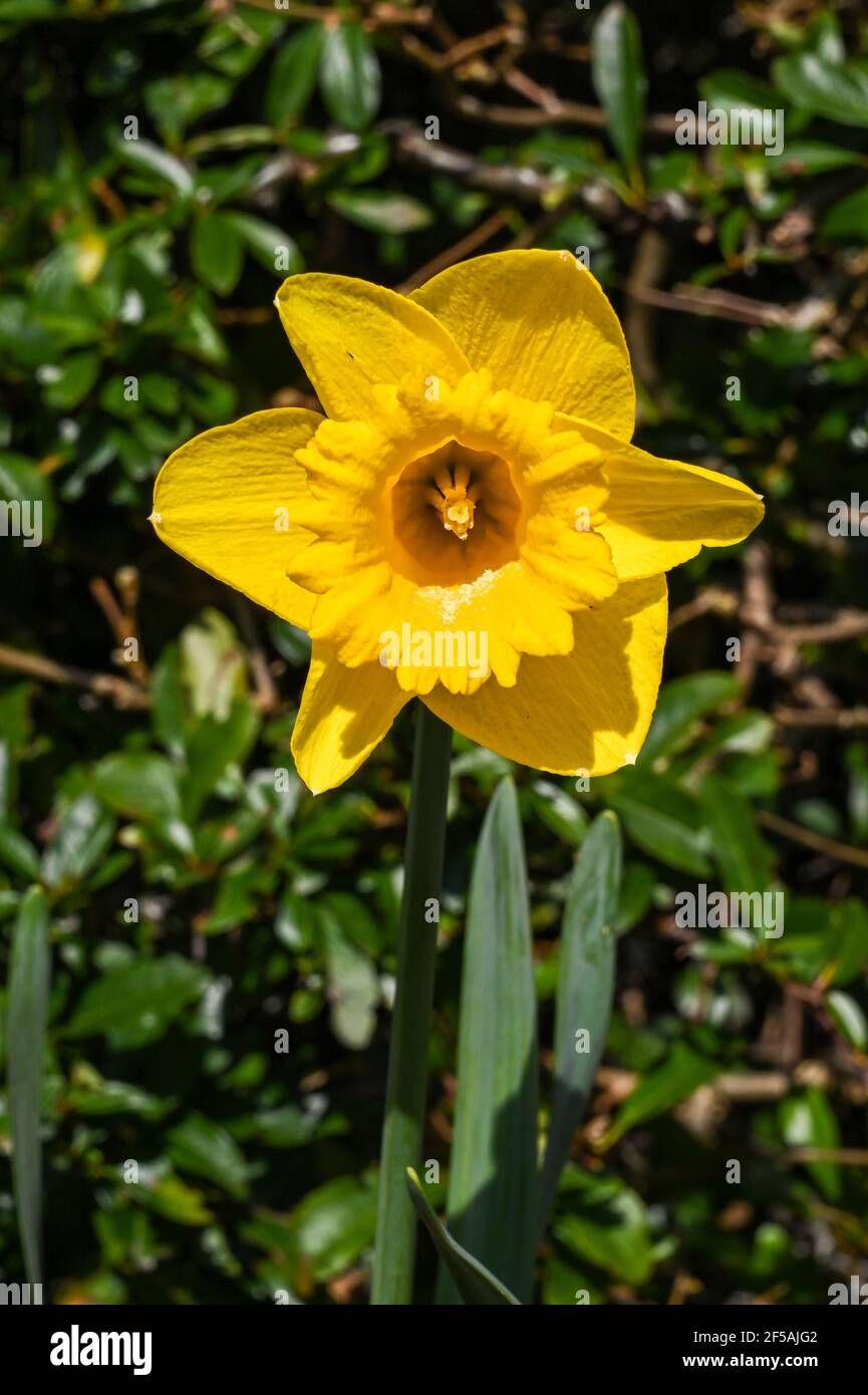 Gros plan sur la tête d'une jonquille dans un jardin isolé sur un fond plat. Son nom botanique est Narcisse. Banque D'Images