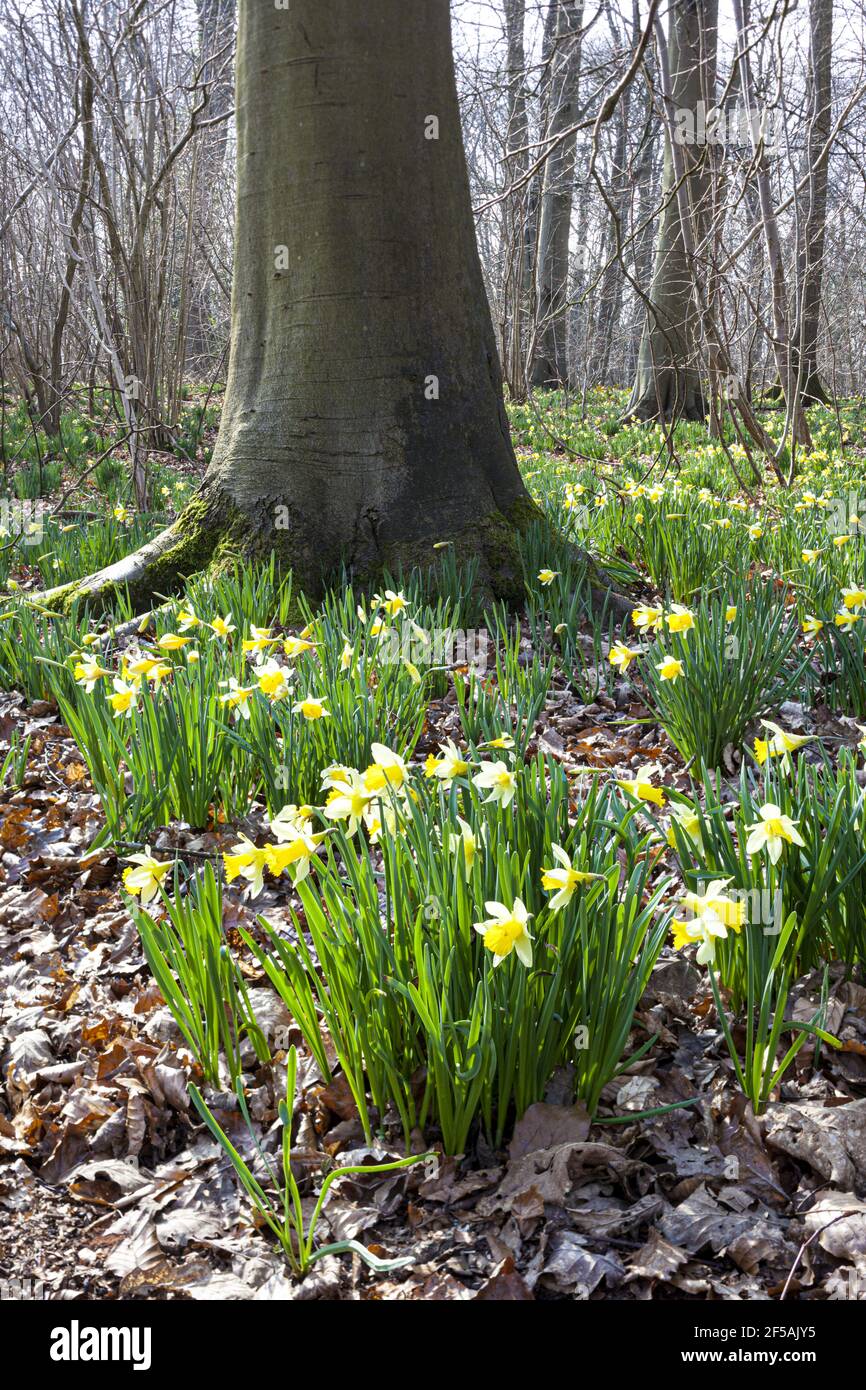 Les jonquilles sauvages (Narcisse pseudoquescisse) poussent au printemps à la réserve naturelle de Betty Daws Wood, près de Dymock, Gloucestershire, Royaume-Uni Banque D'Images