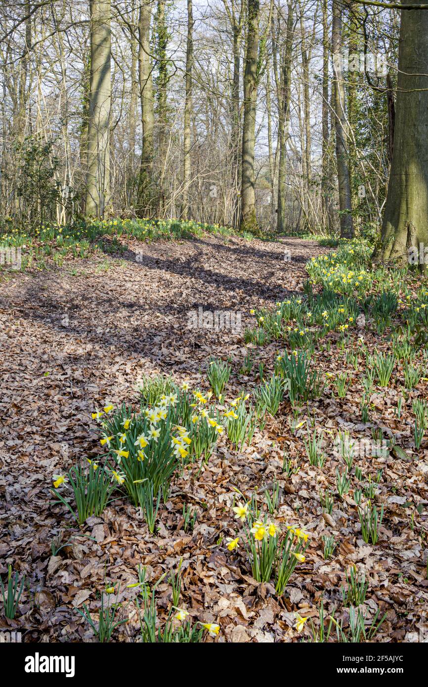 Les jonquilles sauvages (Narcisse pseudoquescisse) poussent au printemps à la réserve naturelle de Betty Daws Wood, près de Dymock, Gloucestershire, Royaume-Uni Banque D'Images