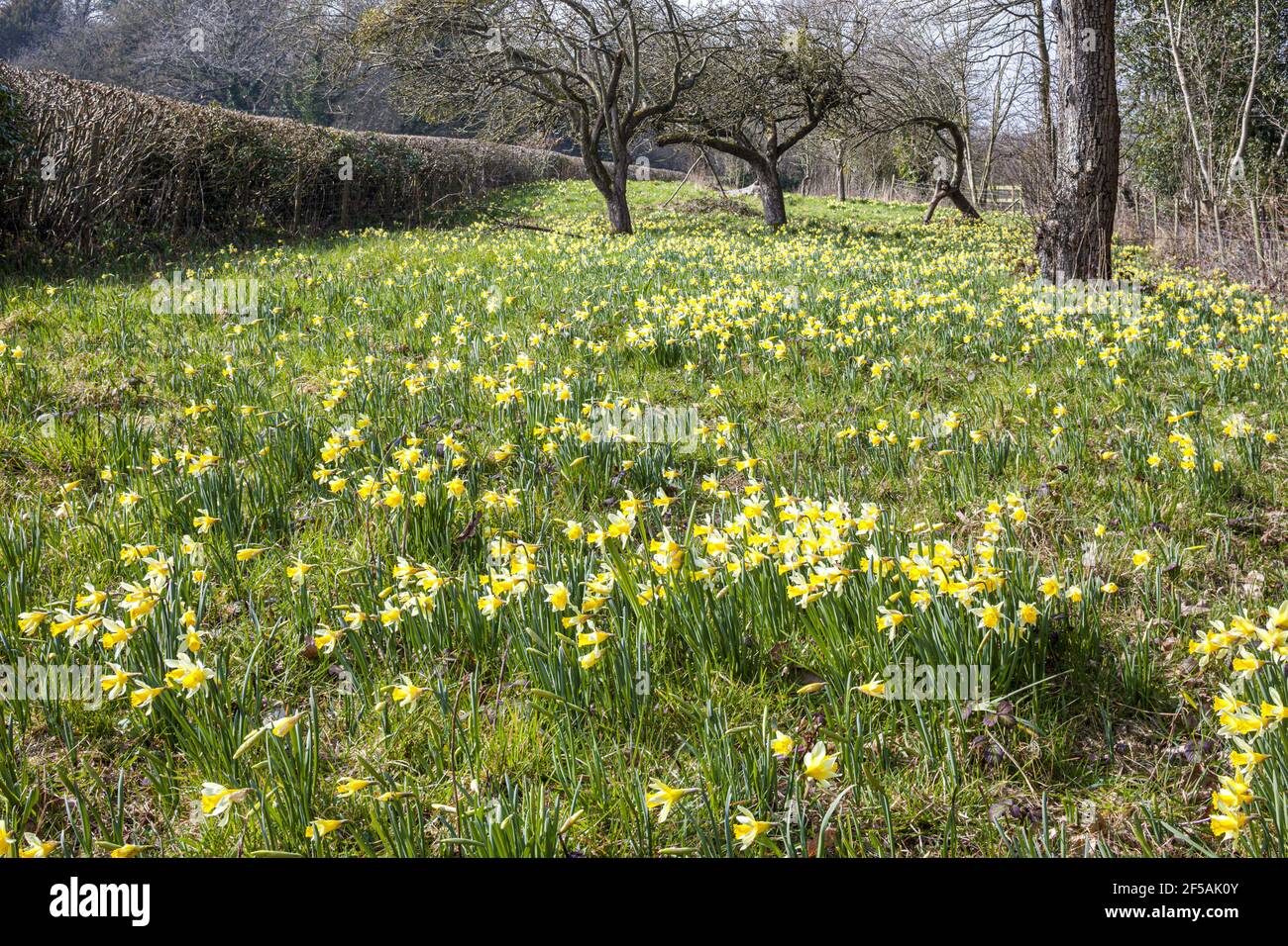 Les jonquilles sauvages (Narcisse pseudoquescisse) poussent au printemps dans la réserve naturelle de Gwen & Vera's Fields, près de Dymock, Gloucestershire, Royaume-Uni Banque D'Images