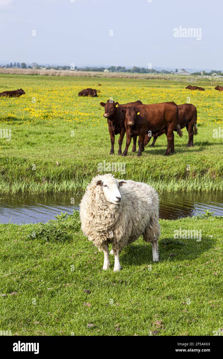 Bétail et moutons paître dans le marais Romney de Fairfield, Kent, Royaume-Uni Banque D'Images