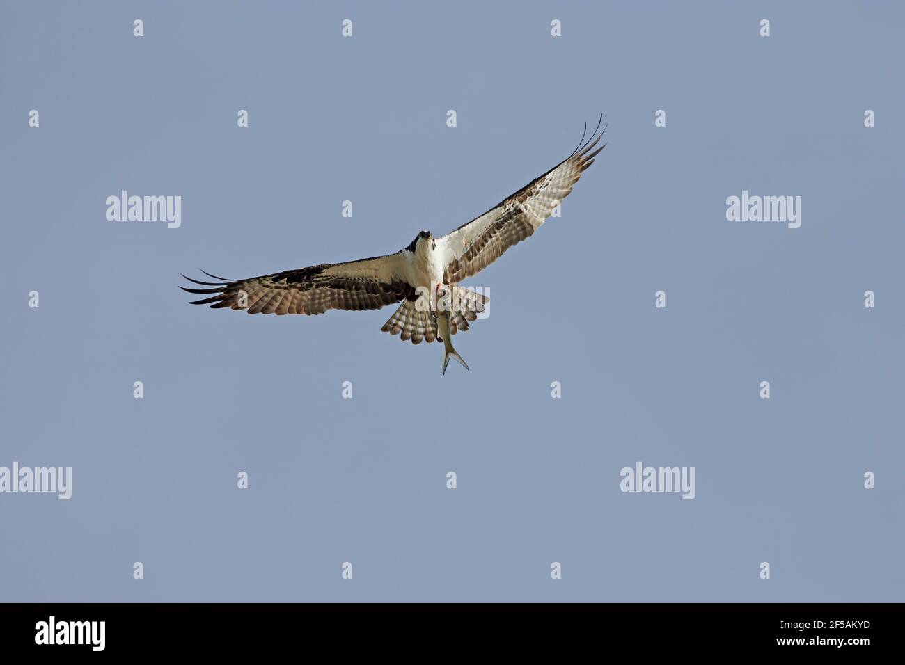 Osprey en vol avec des poissons (Pandon haliatus) Ding Darling NWR, floride, Etats-Unis BI001332 Banque D'Images