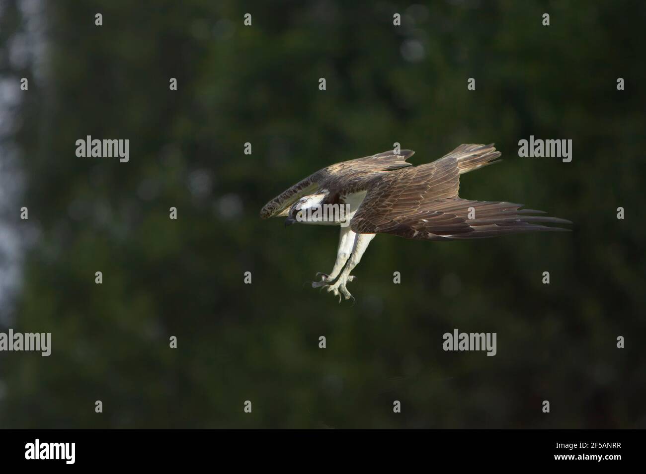 Osprey - plongée pour FishPandion haliatus Finlande BI014739 Banque D'Images