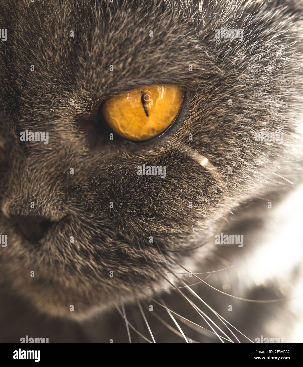 Portrait de chat avec mise au point sélective sur l'œil jaune Banque D'Images