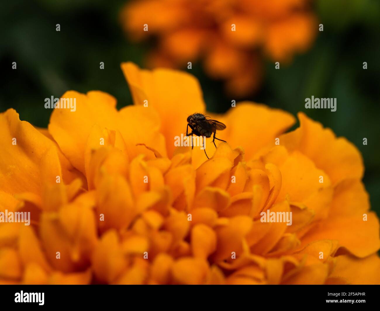 Tagètes (Tagetes erecta, mexicains, Aztec marigold souci, souci de l'Afrique) Banque D'Images