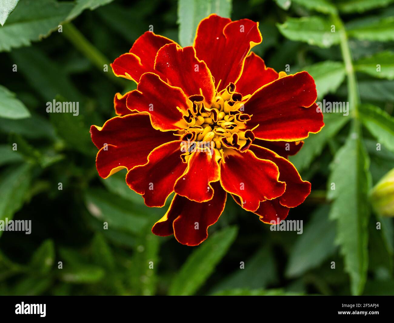 Tagètes (Tagetes erecta, mexicains, Aztec marigold souci, souci de l'Afrique) Banque D'Images