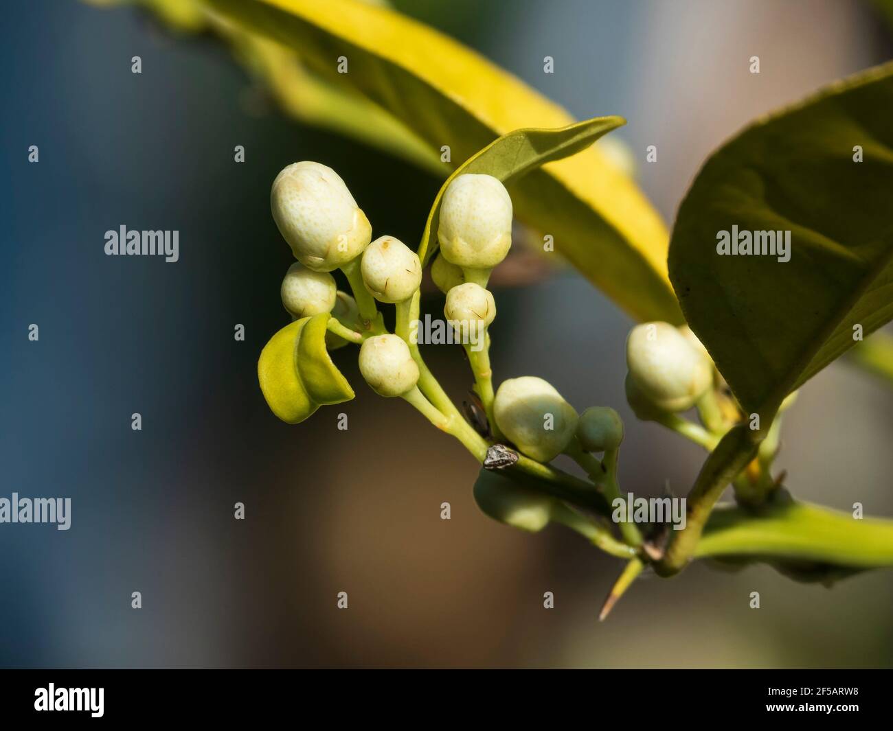 Premières pousses de printemps de l'arbre orange Banque D'Images